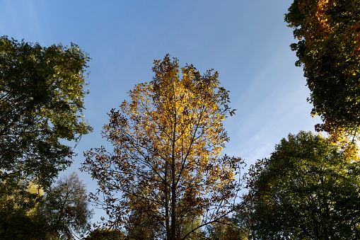 yellowing foliage on ash trees in autumn weather, ash tree during the autumn season before leaf fall