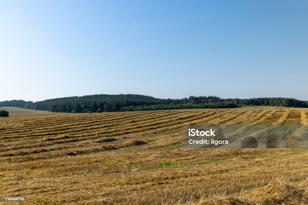 A field with cereals in the summer An agricultural field on which wheat straw remains after the grain harvest, a field with cereals in the summer Agricultural Field Stock Photo
