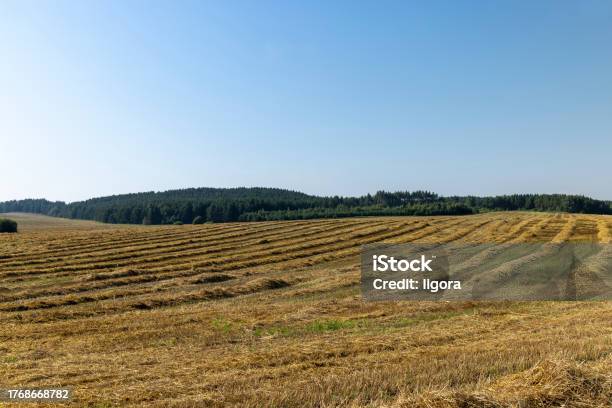 A Field With Cereals In The Summer Stock Photo - Download Image Now - Agricultural Field, Agriculture, Bale