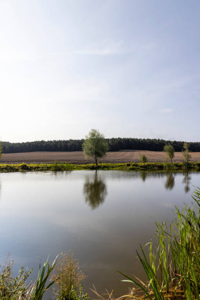istock a small tree growing on the shore of a lake 1768668825