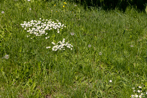 white daisy flowers in the park in spring, a beautiful clearing with lots of white daisies in the green grass
