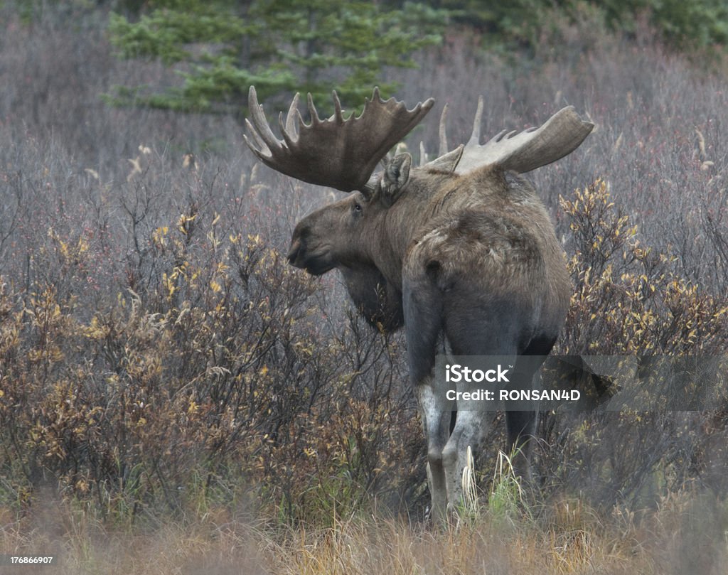 Orignal mâle - Photo de Élan d'Alaska libre de droits