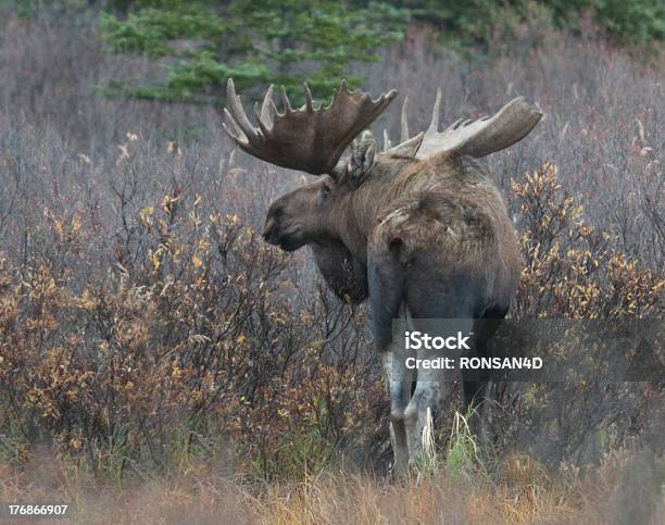 Photo libre de droit de Orignal Mâle banque d'images et plus d'images libres de droit de Élan d'Alaska - Élan d'Alaska, Alaska - État américain, Animal mâle