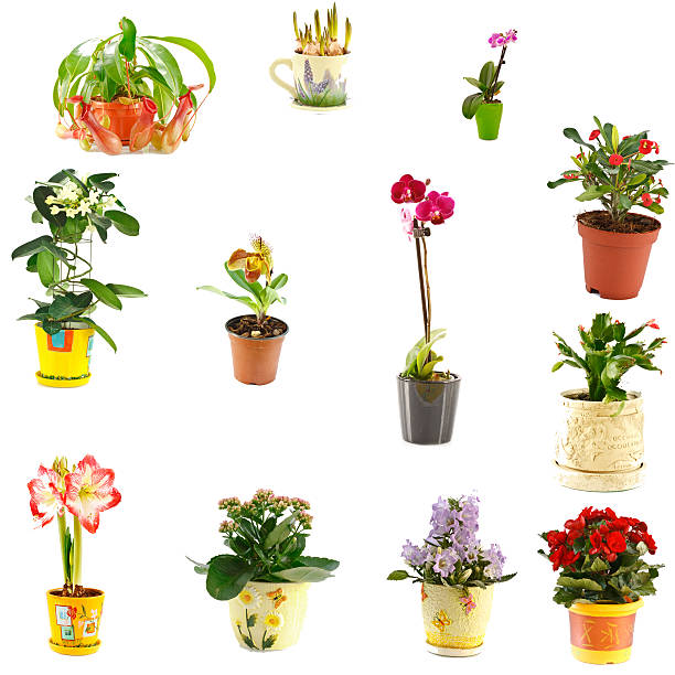 collage of indoor plants collage of indoor plants of different varieties zygocactus truncatus stock pictures, royalty-free photos & images