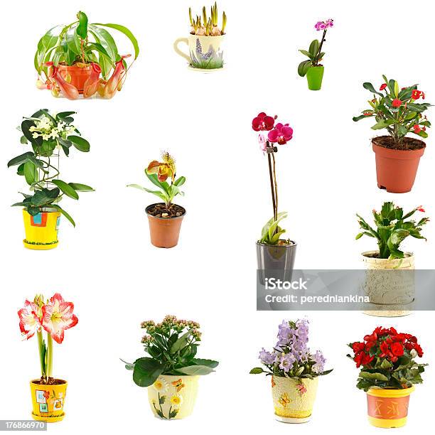 Collage Of Indoor Plants Stock Photo - Download Image Now - Amaryllis, Backgrounds, Beauty