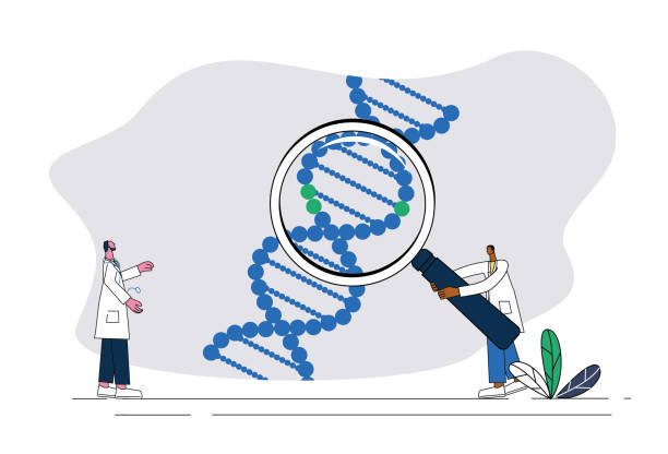 Magnifying Genes 640+ 2 Magnifying Glasses Stock Illustrations, Royalty-Free Vector ...