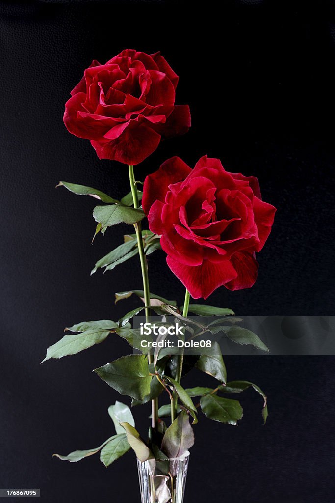 Rote Rosen - Lizenzfrei Blume Stock-Foto