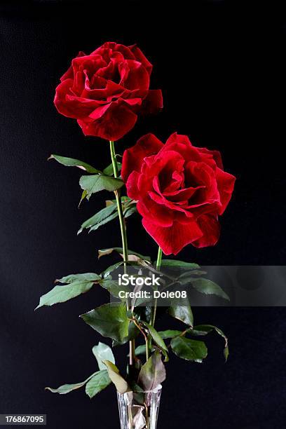 Rote Rosen Stockfoto und mehr Bilder von Blume - Blume, Blüte, Blütenblatt