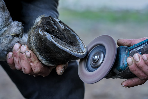 Farrier cleaning and brushing horse hoof with rotary grinder tool before installing new horseshoe, closeup detail.