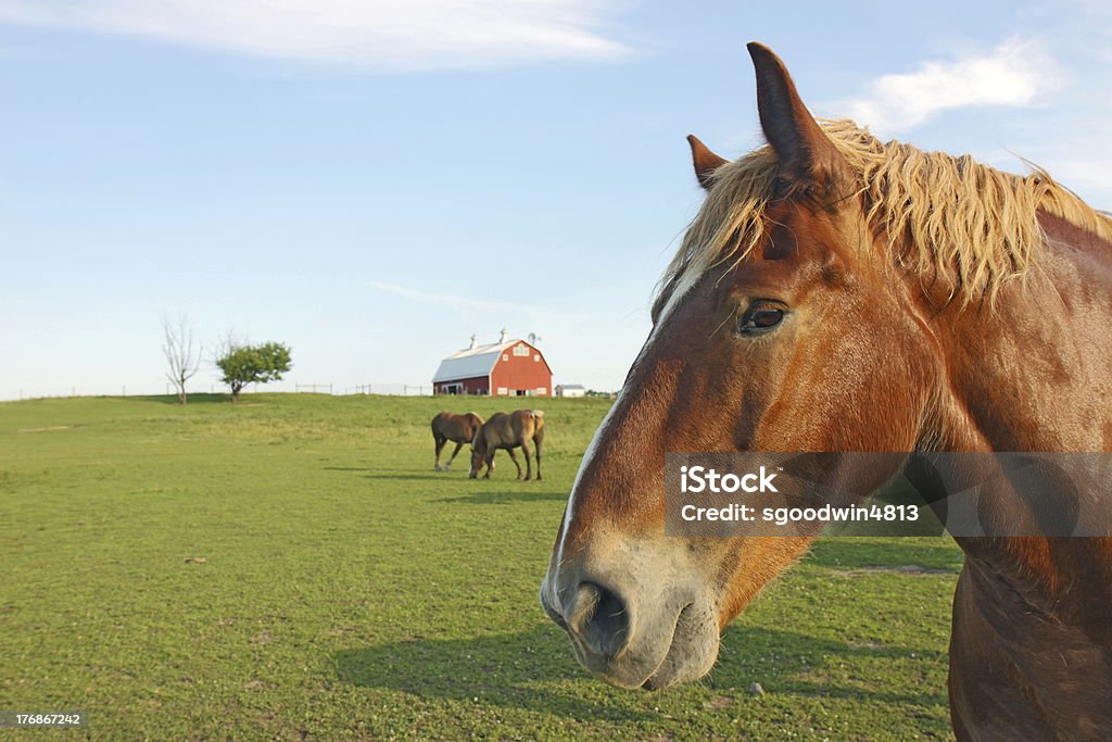 Caballos y barn con espacio de copia - Foto de stock de Agricultura libre de derechos