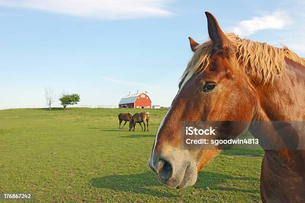 Caballos Y Barn Con Espacio De Copia Foto de stock y más banco de imágenes de Agricultura - Agricultura, Alazán - Color de caballo, Animal