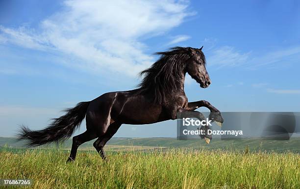 Beautiful Black Horse Playing On The Field Stock Photo - Download Image Now - Horse, Friesian Horse, Black Color