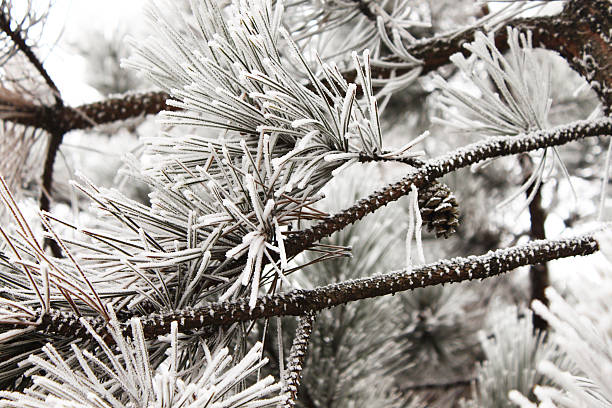 frozen pine stock photo