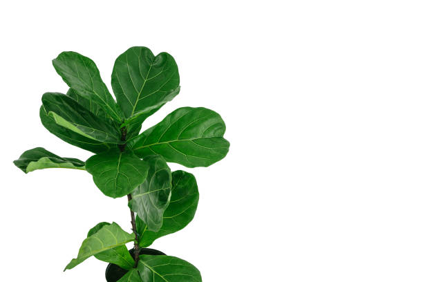 istock Ficus lyrata with large green leaves planted isolated on white background with copy space. 1768685397