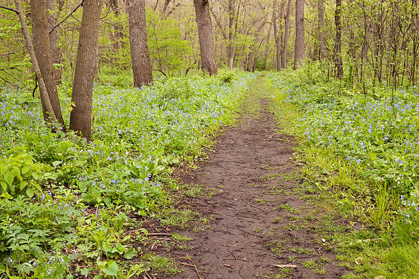 istock Bluebells in Woods & Trail 176868568