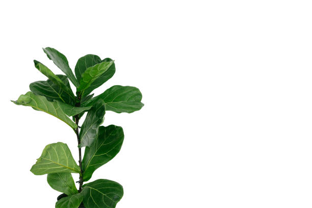 istock Ficus lyrata with large green leaves planted isolated on white background with copy space. 1768685922