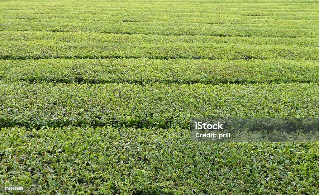 Herbata plantation szczegóły - Zbiór zdjęć royalty-free (Abstrakcja)