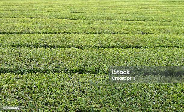 Herbata Plantation Szczegóły - zdjęcia stockowe i więcej obrazów Abstrakcja - Abstrakcja, Bez ludzi, Bliskie zbliżenie