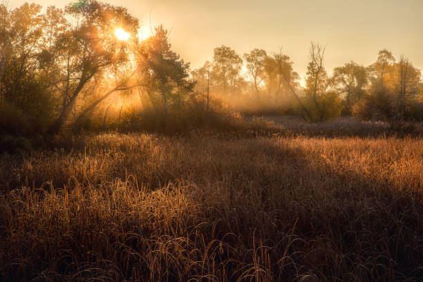 istock Misty Morning Fog 1768687054