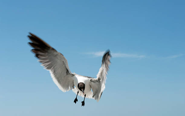Ptak latający – zdjęcie