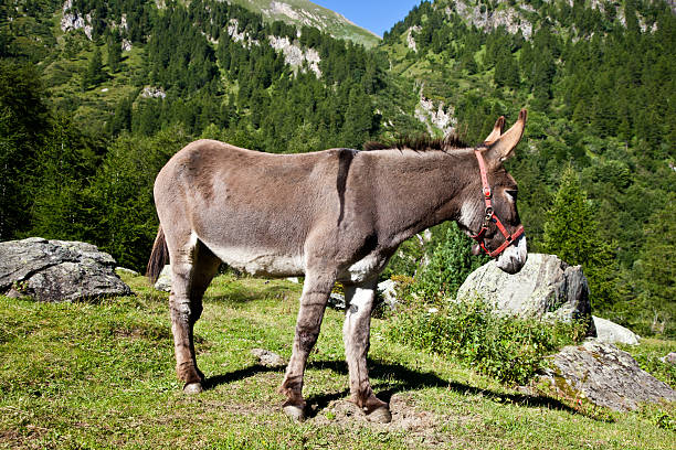 istock Donkey on Italian Alps 176868972