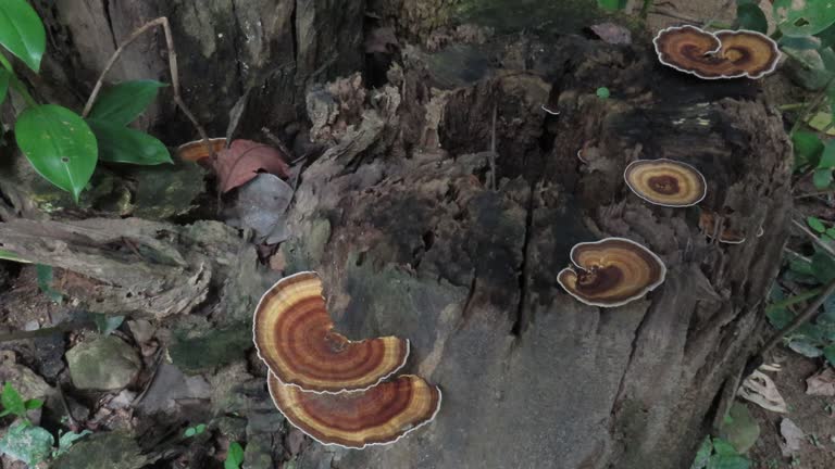 Mushroom on old log