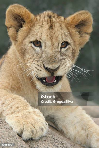 Löwenjunges Growling Stockfoto und mehr Bilder von Afrika - Afrika, Fotografie, Gefahr