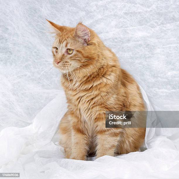 Mainecoonkatze Stockfoto und mehr Bilder von Auf dem Boden sitzen - Auf dem Boden sitzen, Bettdecke, Braun