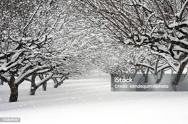 Tormenta De Nieve En Orchard Foto de stock y más banco de imágenes de Agricultura - Agricultura, Aire libre, Escena rural