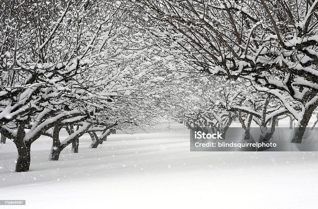 Снежный шторм в сад - Стоковые фото Без людей роялти-фри