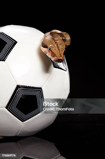 Serpente Di Football - Fotografie stock e altre immagini di Animale - Animale, Attrezzatura, Calcio - Sport