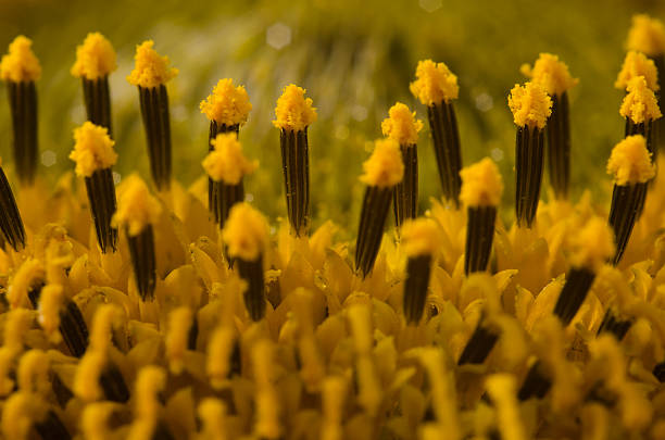 Pistil of a sunflower stock photo