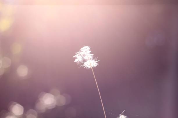 istock some plants with the sun in the background on a dark 1768694784
