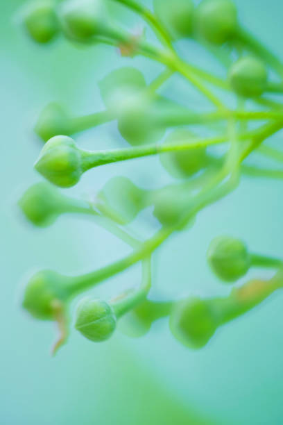Buds on a black elderberry bush, Sambucus nigra, closeup. Beautiful flowering bush of decorative elderber