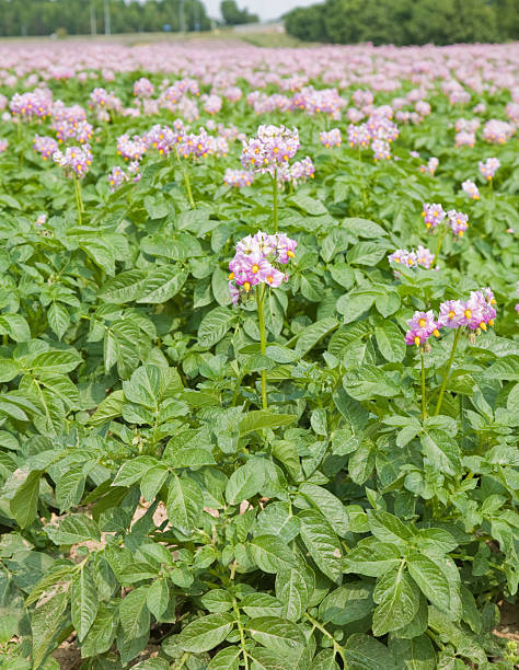 istock field of flowering potato plants; 176869619