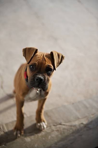 Boxer puppy staring in curiosity stock photo