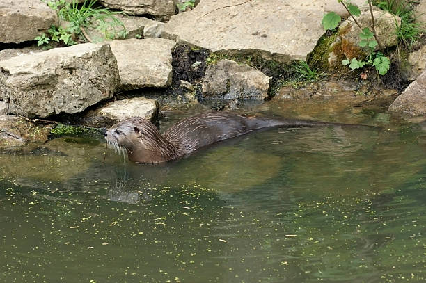 Otter in waterside ambiance
