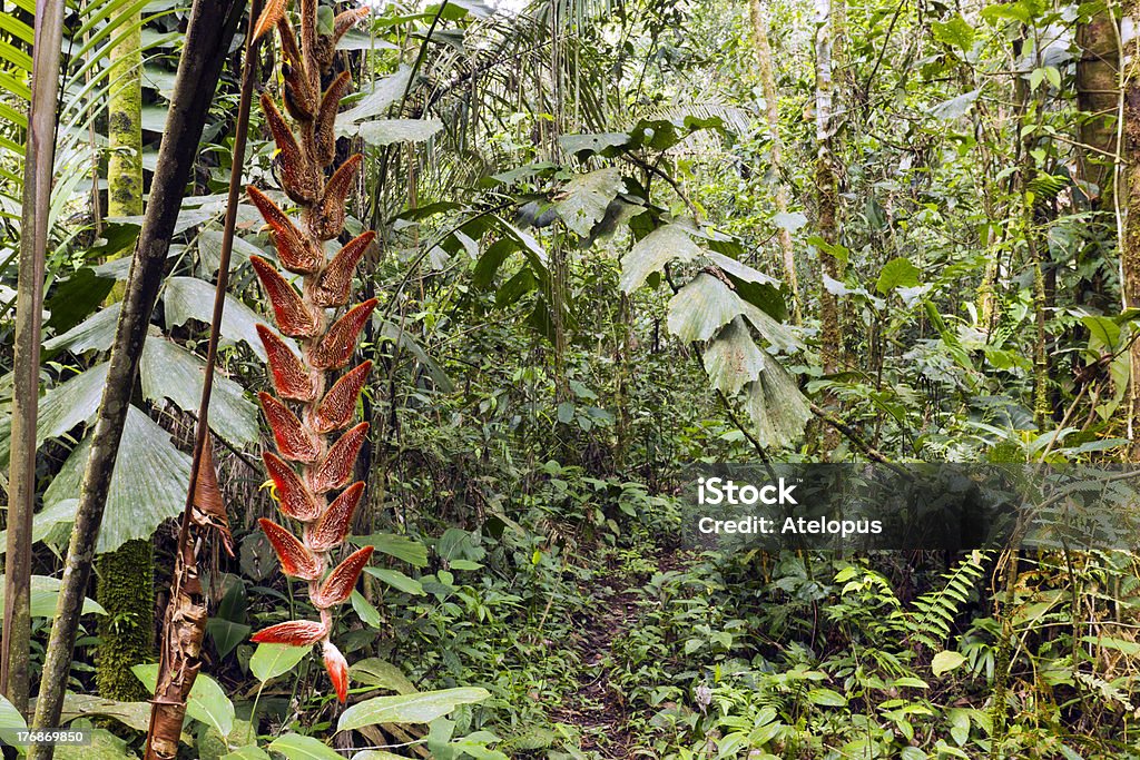 Heliconia flor - Foto de stock de Región del Amazonas libre de derechos