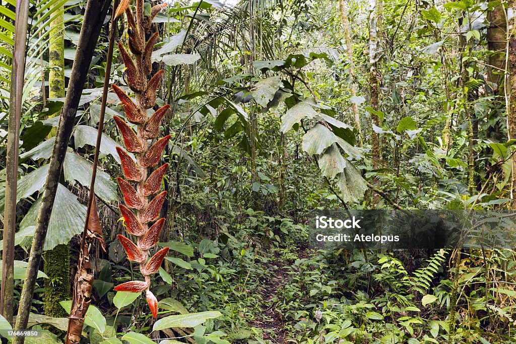 ヘリコニア花 - アマゾン地域のロイヤリティフリーストックフォト