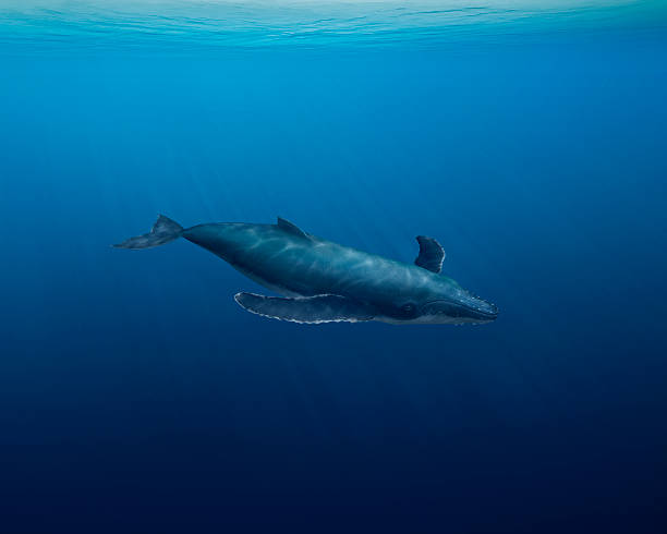 istock Humpback whale swimming in ocean 176869860
