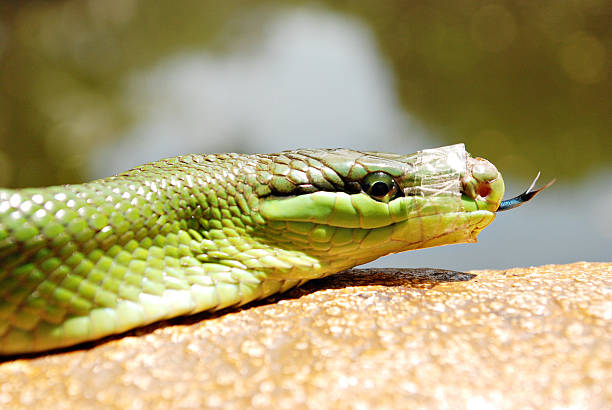 mamba verde dell'africa orientale serpente con la bocca sigillata - poisonous organism audio foto e immagini stock