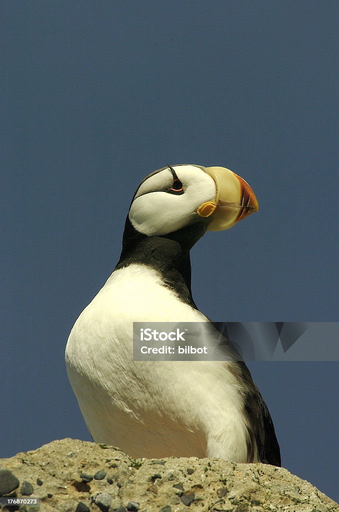 Maskonur - Zbiór zdjęć royalty-free (Rogaty Puffin)