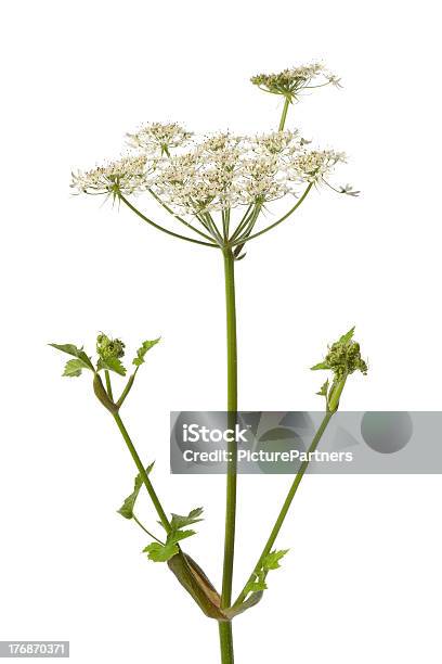 Wild Angelica Blume Stockfoto und mehr Bilder von Chinesische Angelika - Chinesische Angelika, Blume, Weißer Hintergrund