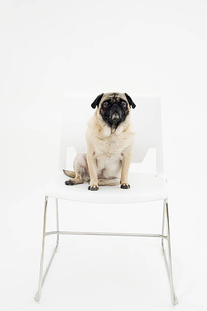 istock Pug Waiting for Vet 176870716