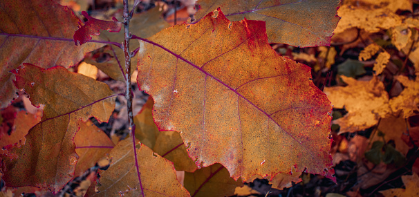 Bright oak leaves on the branch concept photo. Autumnal colorful background. October landscape. November nature. Fallen foliage. Autumn park.