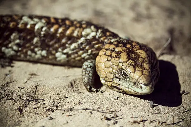 "Australian bobtail lizard sitting on sand.  Also known as a shingleback, goanna and blue-tongue lizard."