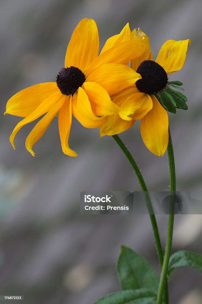 Bellissimo piccolo dahlia gialla - Foto stock royalty-free di Aiuola