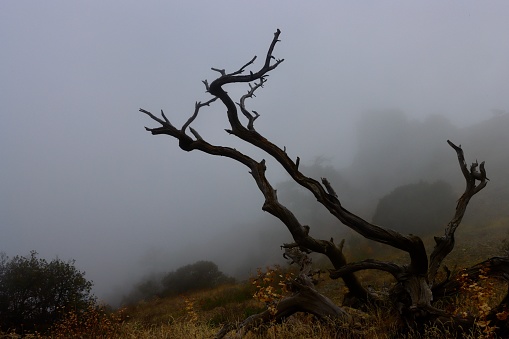 Remnants of a tree create an eerie scene in the Troodos mountains of Cyprus