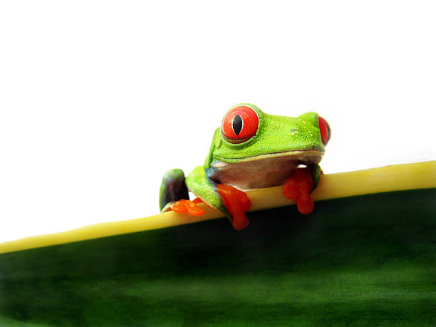 istock red-eyed tree frog, Agalychnis callidryas 176872247