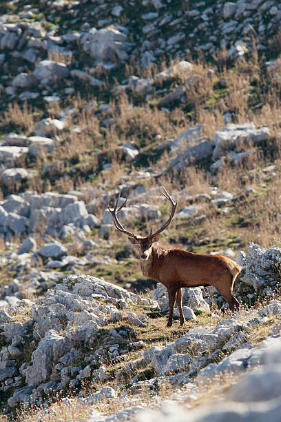 Male dear in the wild, abruzzo, Italy stock photo